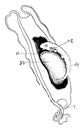 Dogfish Embryo, vintage illustration