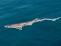 Dogfish scyliorhinus canicula on sea surface Royalty Free Stock Photo