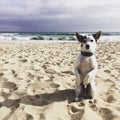Doggie on the beach begging