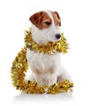 Doggie of breed a Jack Russell Terrier and Christmas tinsel Royalty Free Stock Photo