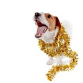 Doggie of breed a Jack Russell Terrier and Christmas tinsel Royalty Free Stock Photo