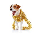 Doggie of breed a Jack Russell Terrier and Christmas tinsel Royalty Free Stock Photo