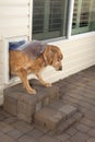 Doggie door and pet Royalty Free Stock Photo