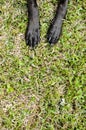 Doggie paws stretched out Royalty Free Stock Photo