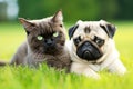 Doggie pug and feline enjoying the sun