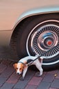 Doggie Statue and Car Tire Royalty Free Stock Photo