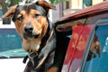 Doggie in the window