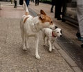 Doggies as best friends Royalty Free Stock Photo