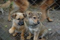 miserable sad doggies behind barbed wire Royalty Free Stock Photo