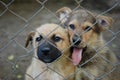 miserable sad doggies behind barbed wire