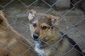 miserable sad doggies behind barbed wire