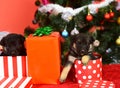 Doggies look out of striped and spotted Christmas boxes