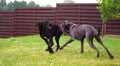 Doggies playing Royalty Free Stock Photo