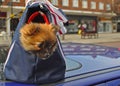 Doggy in a bag