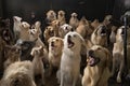 doggy choir, with group of canines singing to the heavens