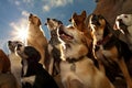 doggy choir, with group of canines singing to the heavens