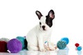 Doggy french bulldog with threadballs isolated on white background