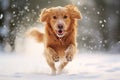 Doggy jumping terrier retriever retriever golden friend labrador puppy background run canine Royalty Free Stock Photo