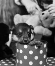 Doggy looks out of spotted Christmas box on defocused background.