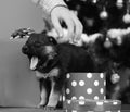 Doggy looks out of spotted Christmas box and yawns