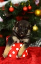 Doggy looks out of tiny spotted Christmas box on red