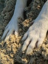 Doggy Paws in Sand Royalty Free Stock Photo