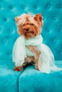 Doggy photo session couch tiffany blue turquoise color dog pet terrier sofa bow blue