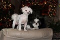 Doggy`s on a chair at Christmas
