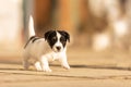 Doggy 6 weeks old. Young small Jack Russell Terrier puppy in the garden