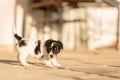 Doggy 6 weeks old. Young small Jack Russell Terrier puppy in the garden