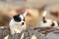 Doggy 6 weeks old. Young small Jack Russell Terrier puppy in the garden