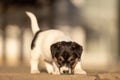 Doggy 6 weeks old. Young small Jack Russell Terrier puppy in the garden