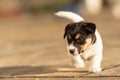 Doggy 6 weeks old. Young small Jack Russell Terrier puppy in the garden