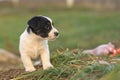 Doggy 6 weeks old. Young small Jack Russell Terrier puppy in the garden