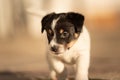 Doggy 6 weeks old. Young small Jack Russell Terrier puppy in the garden