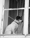 Doggy in the window Royalty Free Stock Photo