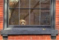 Doggy in the window looking out Royalty Free Stock Photo