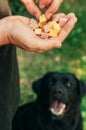 Doghunter: man gives dog food with nails