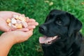 Doghunter: man gives dog poisoned food Royalty Free Stock Photo