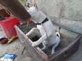 Dogi judo puppy biting bamboo on rooftop