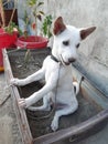 Dogi judo puppy posing for capture photo