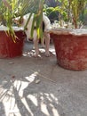 Dogi puppy Standing stil on rooftop