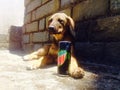 Dogie with his mountain dew