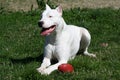 Dogo Argentine With Rugby Ball Royalty Free Stock Photo