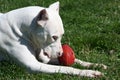 Dogo Argentine with Rugby Ball Royalty Free Stock Photo