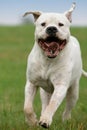 Dogo argentino Royalty Free Stock Photo