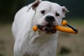 Dogo argentino Royalty Free Stock Photo