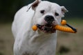 Dogo argentino