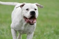 Dogo argentino Royalty Free Stock Photo