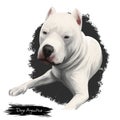Dogo Argentino, Argentine Dogo, Argentine Mastiff dog digital art illustration isolated on white background. Argentina origin Royalty Free Stock Photo